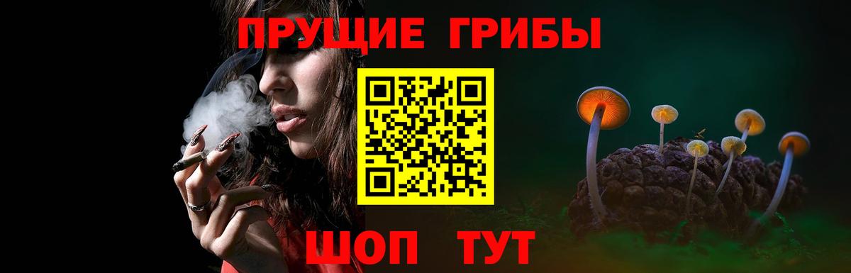 Галлюциногенные грибы Psilocybine cubensis Осинники